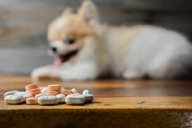 Kutyákra veszélyes gyógyszerek