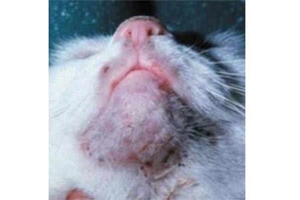 Macska betegségek a bőr gombás megbetegedése