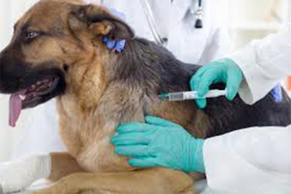 A kutya-védőoltás lehetséges mellékhatásai