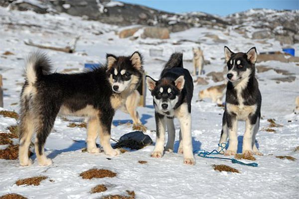 Grönlandi kutya