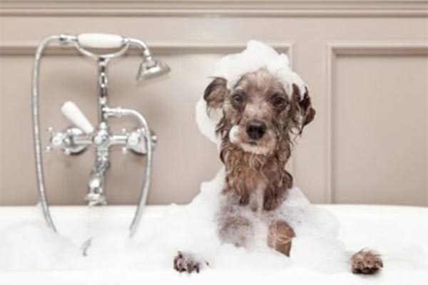 Kutya fürdetés-kutyaápolás-kutyakozmetika