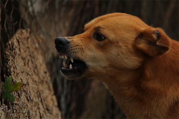 Kutya veszettség-Tudj meg mindent a veszettségről